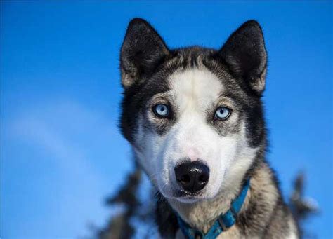 Prices can also vary from one location to another. How Much Do Huskies Cost: The Varying Prices And Expenses ...