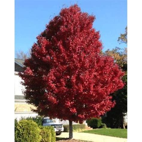 Acer Rubrum Sun Valley Red Maple Tidewater Trees