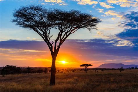 Serengeti Sunrise Acacia Tree In Africa Stock Photos Pictures