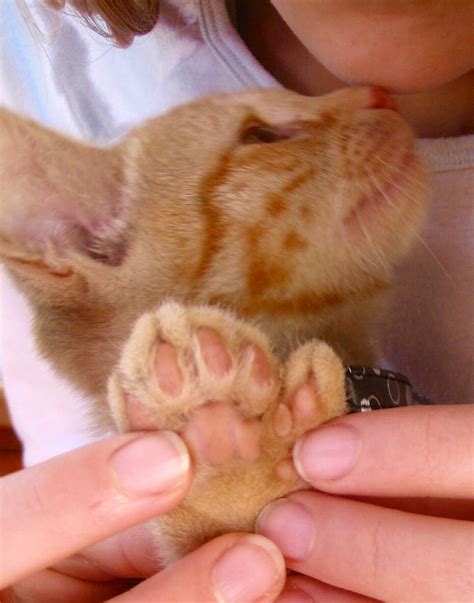 Cat With Extra Toesa Polydactyl Cat Polydactyl Cat Deformed