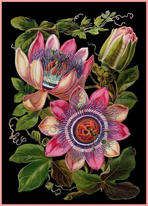 pink passion flower antique botanical illustration black background digital download etsy uk