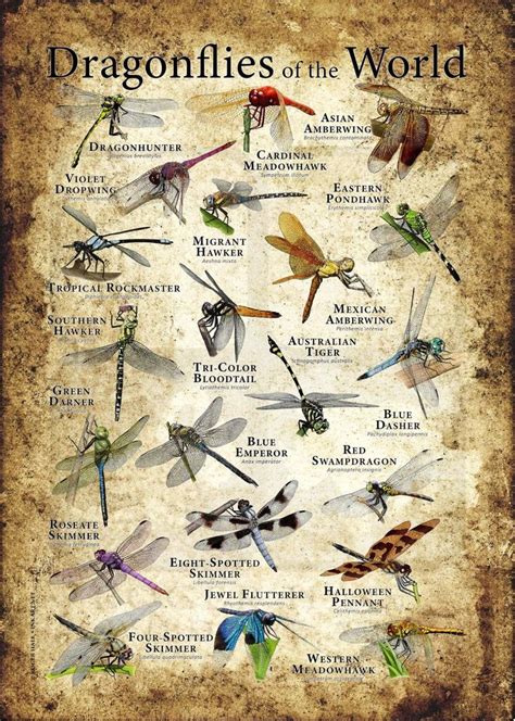Pin By Mona Rae On Butter And Dragonflies Types Of Dragonflies