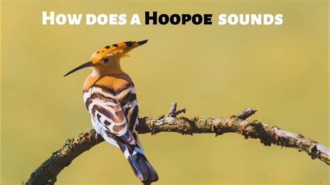 How Does A Hoopoe Sounds Youtube