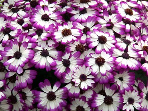 Cineraria Purple White Flower Petals Desktop Wallpaper