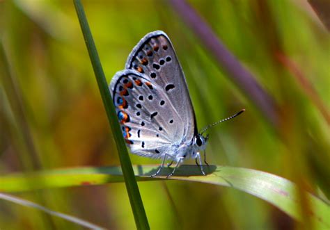 Endangered Karner Blue Butterfly Population Booming
