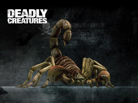 Scorpion Deadly Creatures Wiki Fandom Powered By Wikia