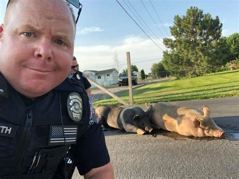 Roy Police Capture Wayward Animals Say All Pigs Were Returned Safely