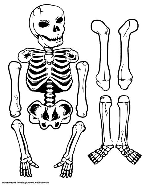 Printable Skeleton Wikihow Kerangka Kartun Manusia