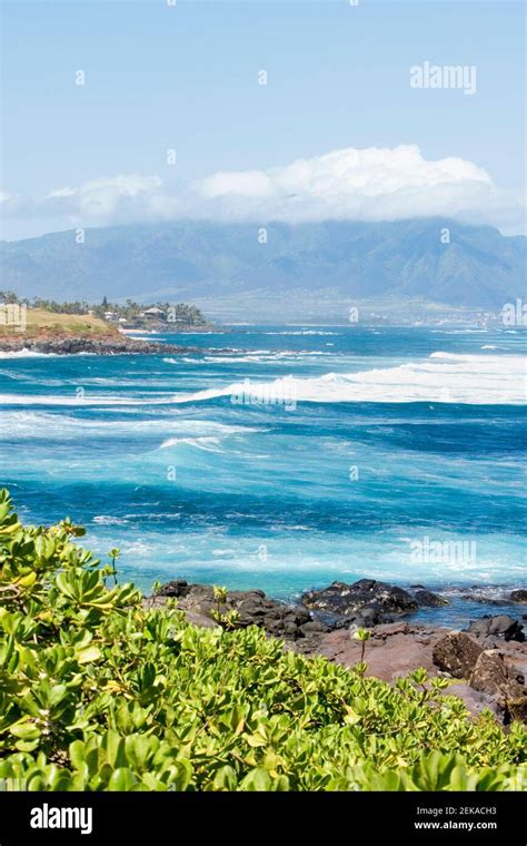 Plants On The Beach Hookipa Beach Park Maui Hawaii Usa Stock Photo