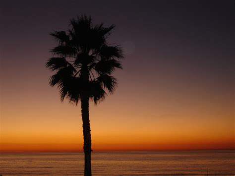 Silhouette Of Palm Tree During Golden Hour Hd Wallpaper Wallpaper Flare