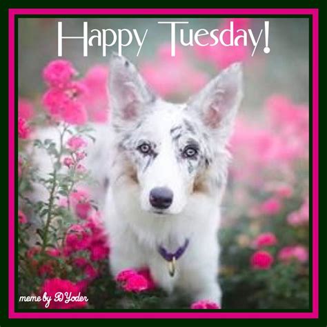 Happy Tuesday Dog In Flowers Dogs Happy Tuesday Animals