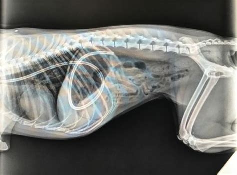 What To Expect With Dog X Rays Sir Doggie
