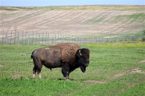 Bison On The Grassland At Badlands National Park South Dakota Image
