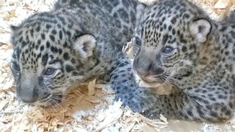 Milwaukee Zoo Welcomes Baby Jaguars Wluk