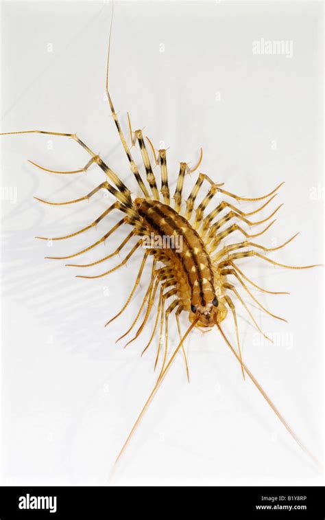 House Centipede Scutigera Coleoptrata Stock Photo Alamy