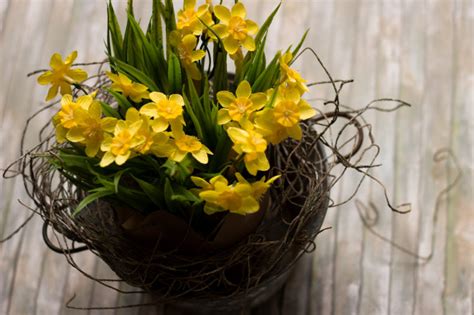 Spring-yellow Narcissus in Basket - artfleur