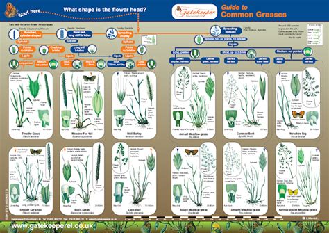 Fine fescue includes many species of fescues which all have similar appearances and growth habits. lggrassfront | Dr M Goes Wild