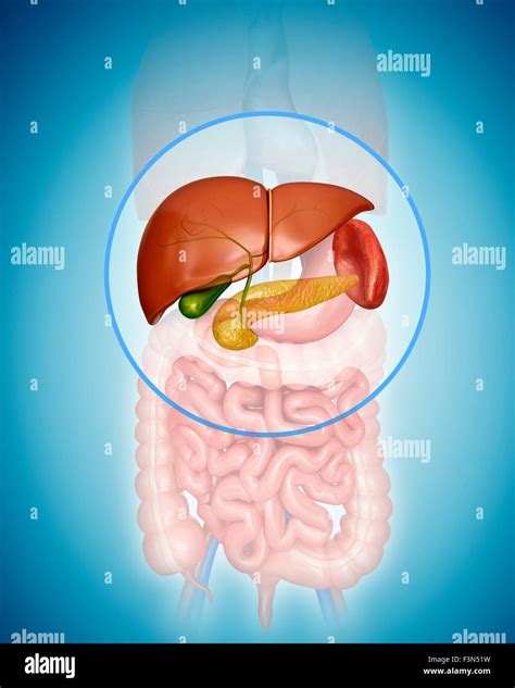 Stomach Liver Pancreas Hi Res Stock Photography And Images Alamy