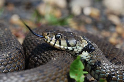Yorkshire Field Herping And Wildlife Photography A Good Grass Snake Day