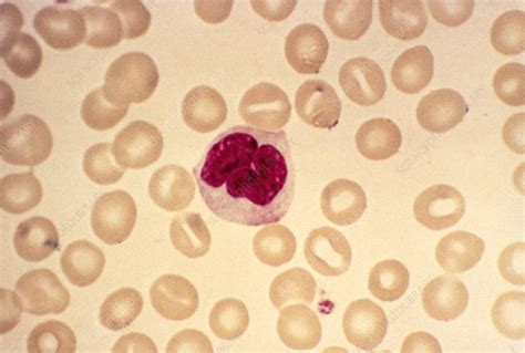 Monocyte Blood Cell Light Micrograph Stock Image C0151786