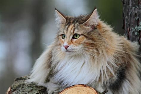 Norwegian Forest Cat Great Pet Care