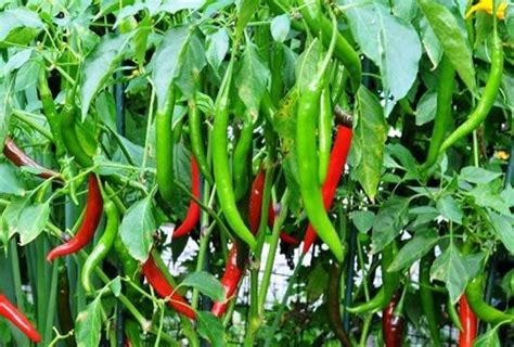 High Yield Chilli Farming Information Guide