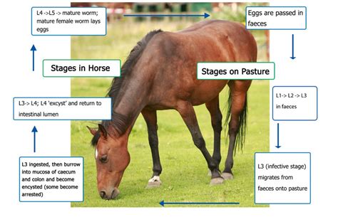 Horses Small Strongyle Life Cycle Faecal Egg Count Kit