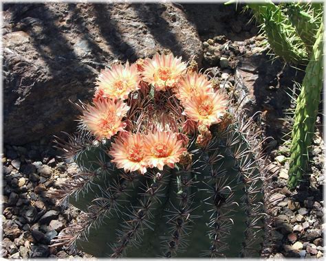 Flowering Cactus - Phoenix Arizona Waterfront Homes