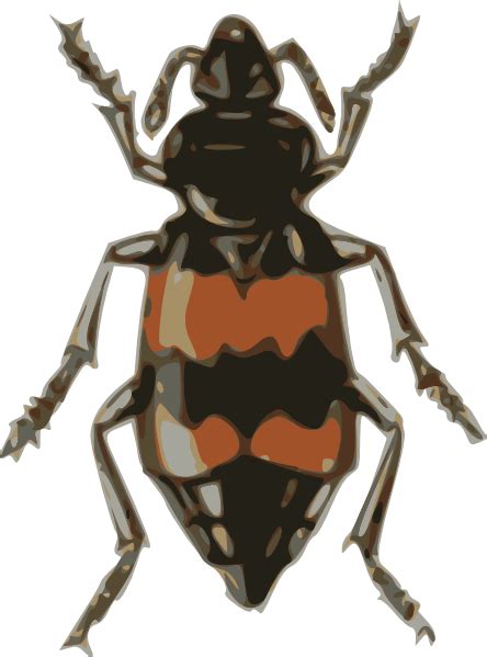 Spotted Sexton Beetle Clip Art At Vector Clip Art Online