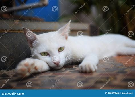 White Cat Laying Down On Staircase Stock Image Image Of Staircase