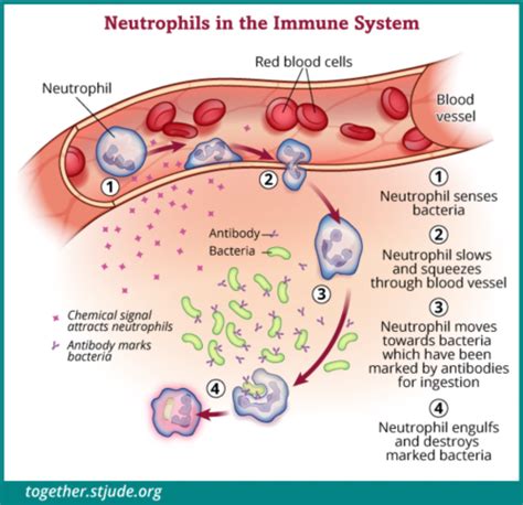 Absolute Neutrophil Count Anc And Neutropenia Together