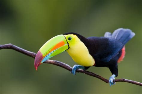 Aves De Costa Rica Galeria De Fotos Go Visit Costa Rica