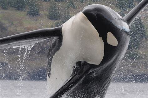 Sightings Of Southern Resident Killer Whales In The Salish Sea 1976−