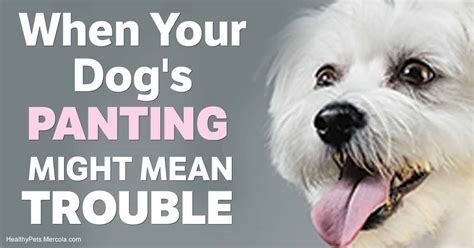 Is Panting A Sign Of Anxiety In Dogs