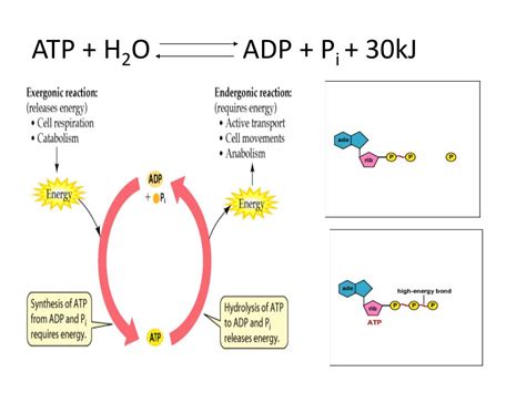 Atp H2o Adp Pi Energy - PPT - Respiration: ATP and Coenzymes PowerPoint Presentation, free