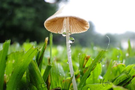 Photography Mushroom In Morning Dew 2013 08 01 8 Br0wneyedqueen