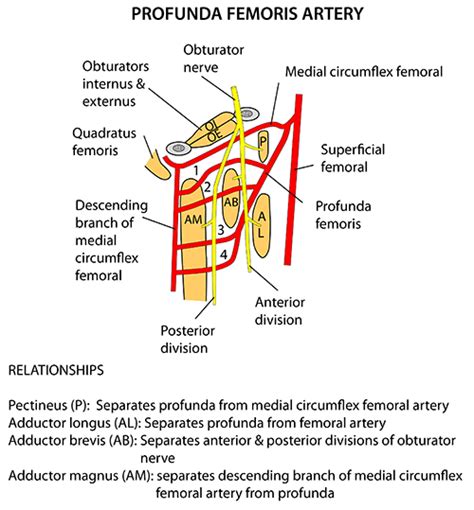 Femoral Artery A Femoralis The Arteries Of The Lower