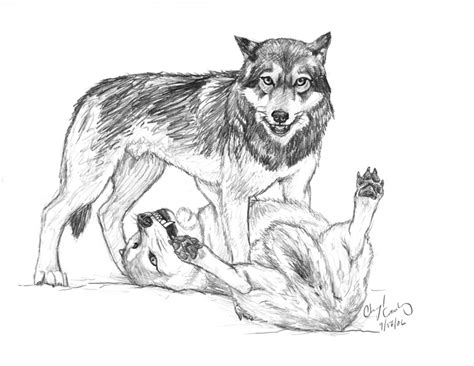 Fighting Wolves Drawing At Getdrawings Free Download