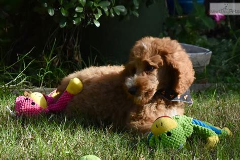 Check spelling or type a new query. Rico: Poodle, Standard puppy for sale near Dallas / Fort ...