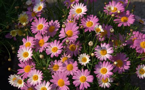 Hd Daisy Wallpapers Pixelstalknet