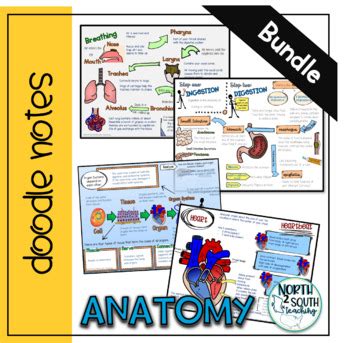 Anatomy Doodle Note Bundle By North South Teaching Tpt