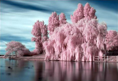 Love Willow Trees Pink Trees Nature Photography Beautiful Nature