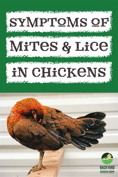 Symptoms Of Mites And Lice In Chickens In 2021 Chicken Health