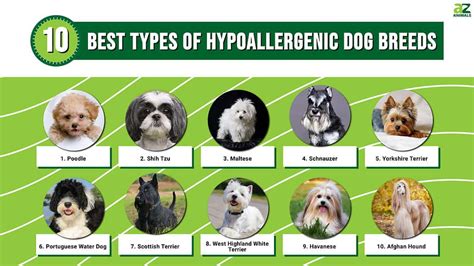 Best Types Of Hypoallergenic Dog Breeds Az Animals