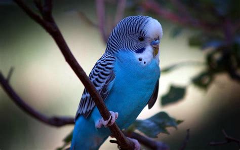 Parakeet Budgie Parrot Bird Tropical 9 Wallpapers Hd Desktop And