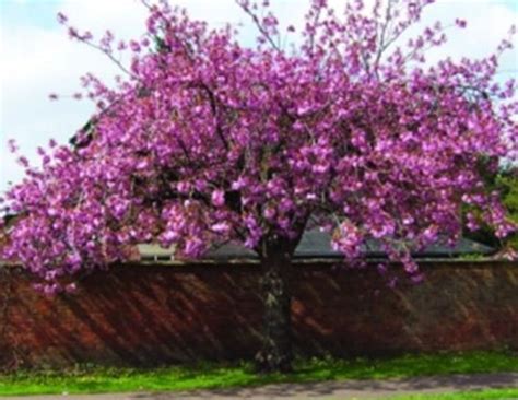 Flowering Cherry Tree Prunus Kanzan 10 Litre Pot Richard S Plants