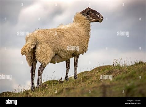 Hilll Stock Photos & Hilll Stock Images - Alamy