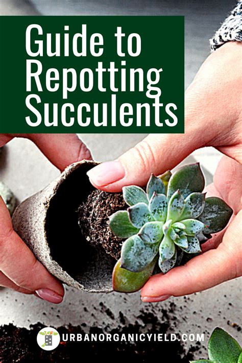 Step By Step Guide On How To Repot Succulents Repotting Succulents Replanting Succulents