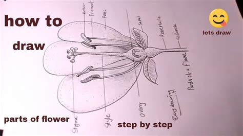 How To Draw Parts Of Flowerparts Of Flower Diagramdraw Longitudinal
