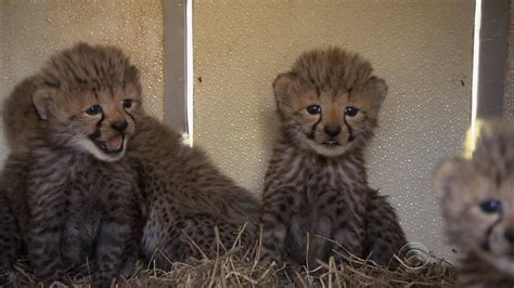 Cheetah Baby Boom At The Smithsonian As Species Faces Extinction In The